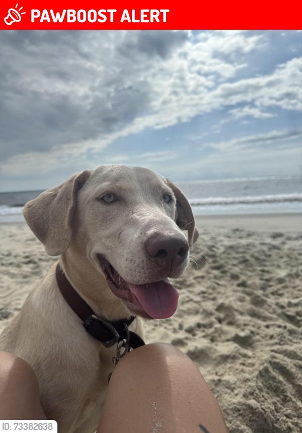 Lost Male Dog last seen Bojangles, Pasquotank County, NC 27909