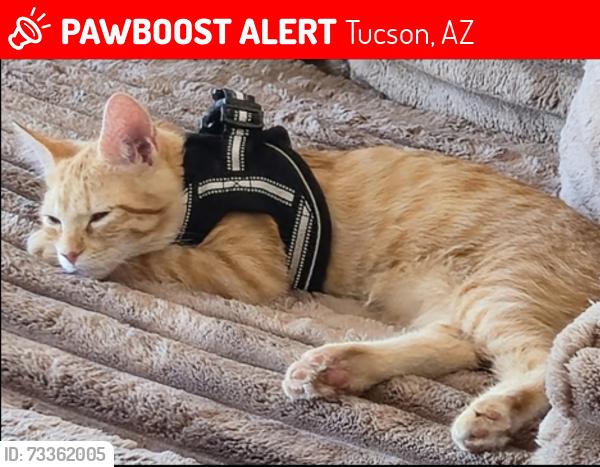 Lost Male Cat last seen Paseo Dorado and Irvington, near 22nd St. and Alvernon, Tucson, AZ 85711