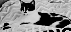 Lost Female Cat last seen Nellis and twain, Sunrise Manor, NV 89122