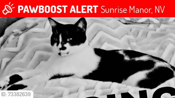 Lost Female Cat last seen Nellis and twain, Sunrise Manor, NV 89122