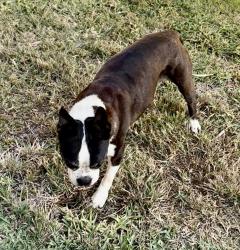 Lost Male Dog last seen Cross streets: 10th & 11th Streets; Main streets: Foothill Blvd. & San Gabriel Ave, Azusa, CA 91702