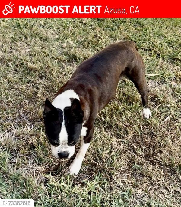 Lost Male Dog last seen Cross streets: 10th & 11th Streets; Main streets: Foothill Blvd. & San Gabriel Ave, Azusa, CA 91702