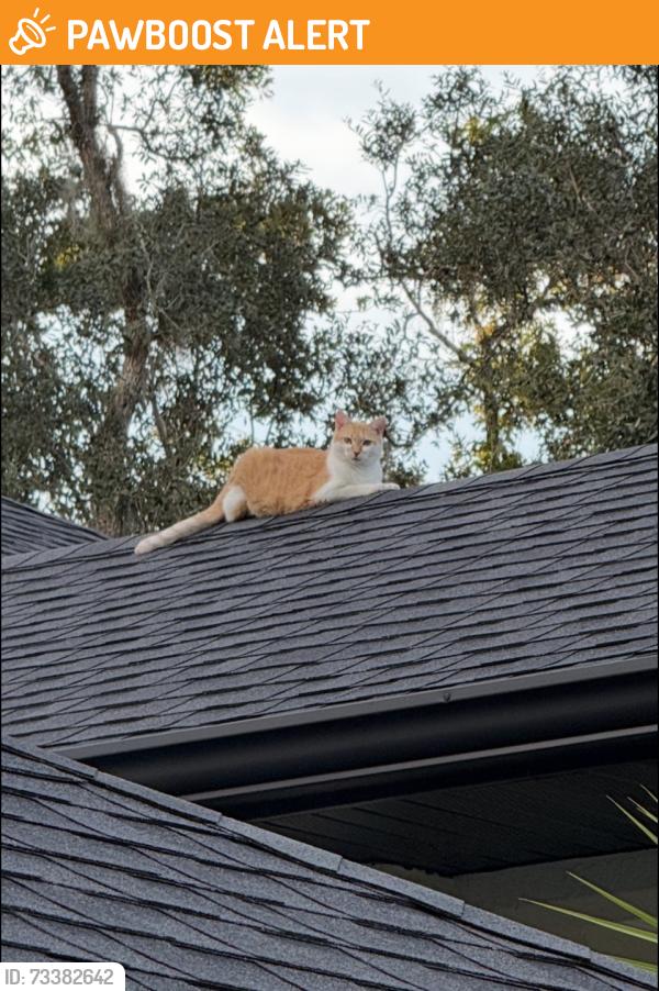 Found/Stray Unknown Cat last seen Near and Oak Village Blvd S, Sugarmill Woods, FL 34446