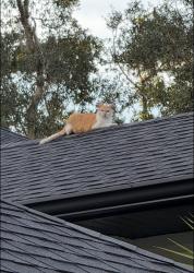 Found/Stray Unknown Cat last seen Near and Oak Village Blvd S, Sugarmill Woods, FL 34446
