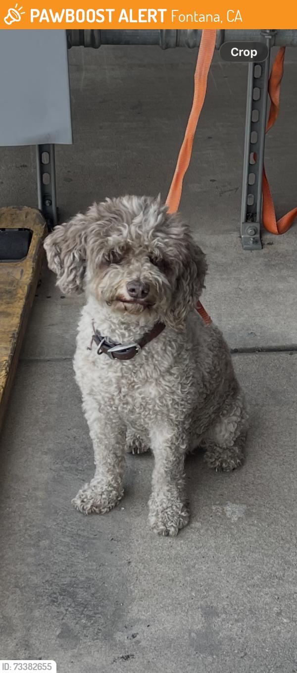 Found/Stray Male Dog last seen Cherry & Merrill Ave, Fontana, CA 92335