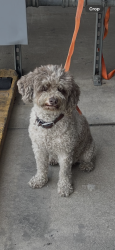 Found/Stray Male Dog last seen Cherry & Merrill Ave, Fontana, CA 92335