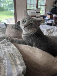 Lost Female Cat last seen Hwy 3, Inver Grove Heights, MN 55077