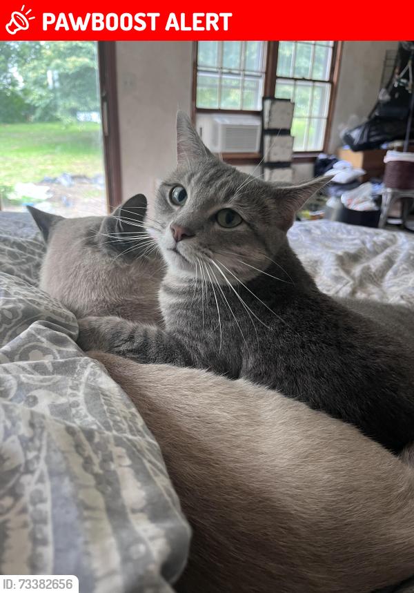 Lost Female Cat last seen Hwy 3, Inver Grove Heights, MN 55077