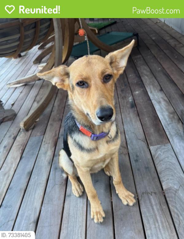 Reunited Female Dog last seen Near Okoboji Dr, Fletcher, NC 28732