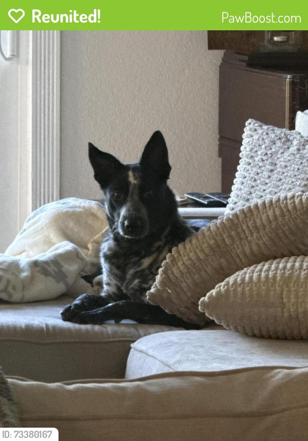 Reunited Female Dog last seen Aspara drive, Clayton, CA 94517