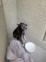 Found/Stray Unknown Dog last seen Fishhawk ridge, Fish Hawk, FL 33547