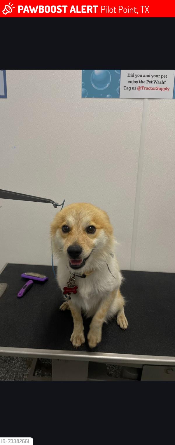 Lost Male Dog last seen Fritcher rd, Pilot Point, TX 76258