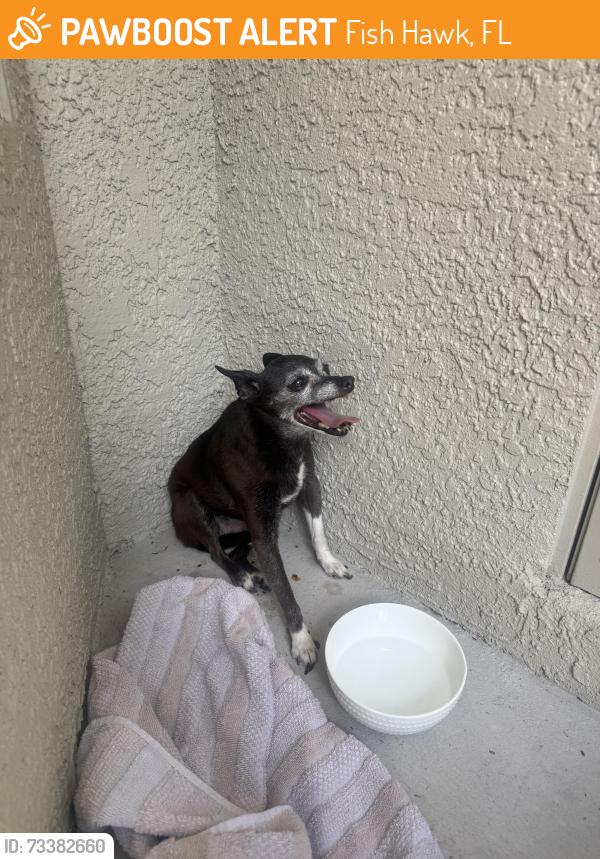 Found/Stray Unknown Dog last seen Fishhawk ridge, Fish Hawk, FL 33547