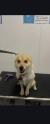 Lost Male Dog last seen Fritcher rd, Pilot Point, TX 76258