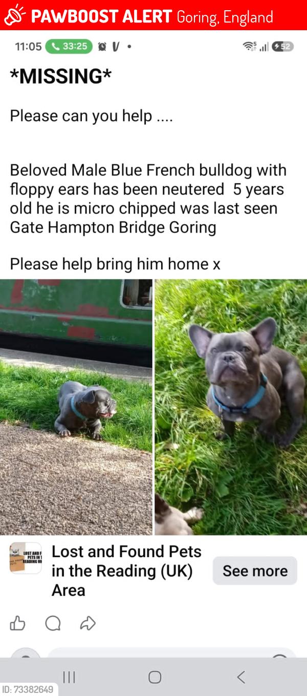 Lost Male Dog last seen Nursery farm, Goring, Goring, England 