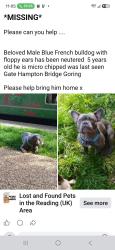 Lost Male Dog last seen Nursery farm, Goring, Goring, England 