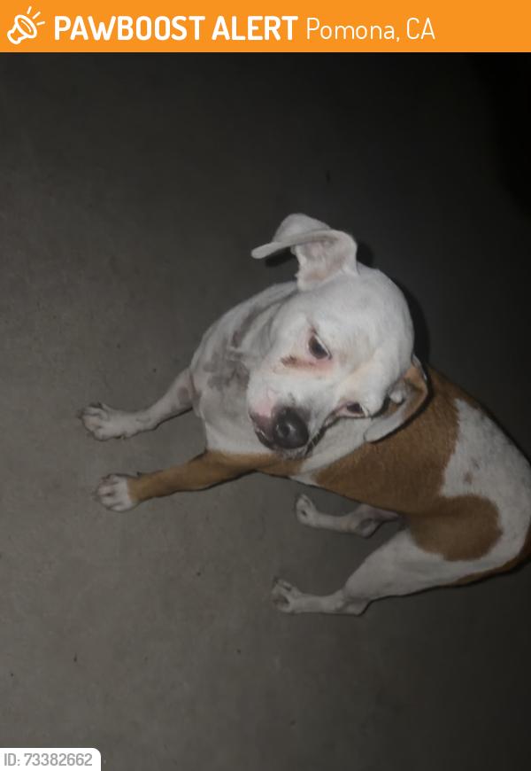 Found/Stray Male Dog last seen Philadelphia park, Pomona, CA 91766