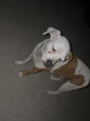 Found/Stray Male Dog last seen Philadelphia park, Pomona, CA 91766
