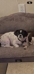 Reunited Female Dog last seen Autumn Park Ct, Fort Worth, TX 76140, USA, Fort Worth, TX 76140