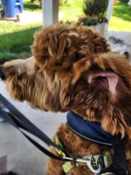 Found/Stray Unknown Dog last seen Near Queen Elisabeth Blvd, Annandale, VA 22003