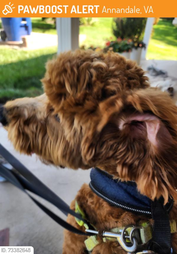 Found/Stray Unknown Dog last seen Near Queen Elisabeth Blvd, Annandale, VA 22003