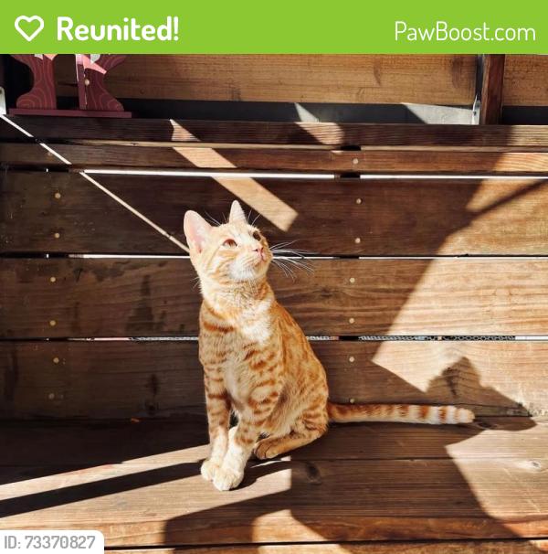 Reunited Male Cat last seen Linden St., Oakland, CA 94607
