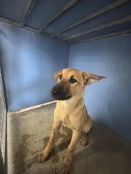 Shelter Stray Female Dog last seen Near BLOCK D ST, 333 Chandler Pl, San Bernardino, CA 92408, USA