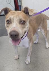Shelter Stray Female Dog last seen TIPPECANOE X HARRIMAN, 333 Chandler Pl, San Bernardino, CA 92408, USA