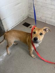 Shelter Stray Female Dog last seen TIPPECANOE X HARRIMAN, 333 Chandler Pl, San Bernardino, CA 92408, USA