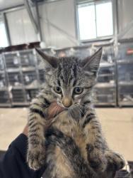 Shelter Stray Female Cat last seen Near BLOCK E 9TH ST, 333 Chandler Pl, San Bernardino, CA 92408, USA