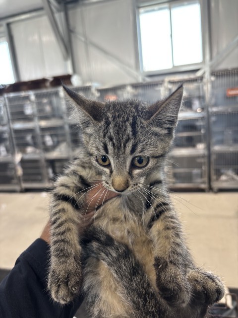 Shelter Stray Female Cat last seen Near BLOCK E 9TH ST, 333 Chandler Pl, San Bernardino, CA 92408, USA