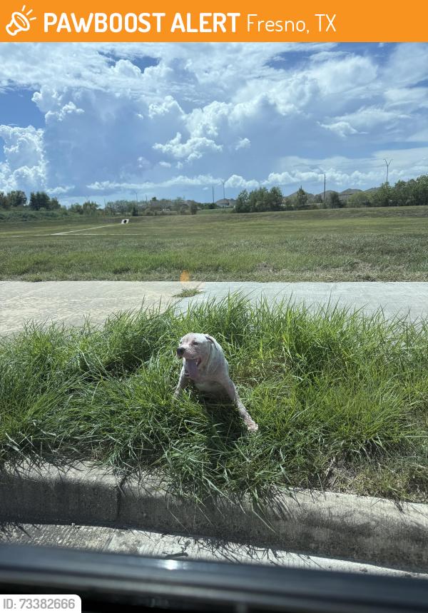 Found/Stray Male Dog last seen Hurricane ln & lake olympia parkway, across from the amazon fulfillment center, Fresno, TX 77545