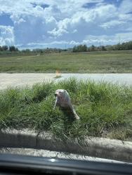 Found/Stray Male Dog last seen Hurricane ln & lake olympia parkway, across from the amazon fulfillment center, Fresno, TX 77545