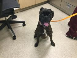 Shelter Stray Female Dog last seen Near BLOCK VAN BUREN BLVD, RIVERSIDE CA 92503, 6851 Van Buren Boulevard, Jurupa Valley, CA 92509, USA