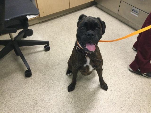 Shelter Stray Female Dog last seen Near BLOCK VAN BUREN BLVD, RIVERSIDE CA 92503, 6851 Van Buren Boulevard, Jurupa Valley, CA 92509, USA