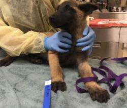 Shelter Stray Male Dog last seen Near BLOCK HUNTER ST, PERRIS CA 92570, 6851 Van Buren Boulevard, Jurupa Valley, CA 92509, USA