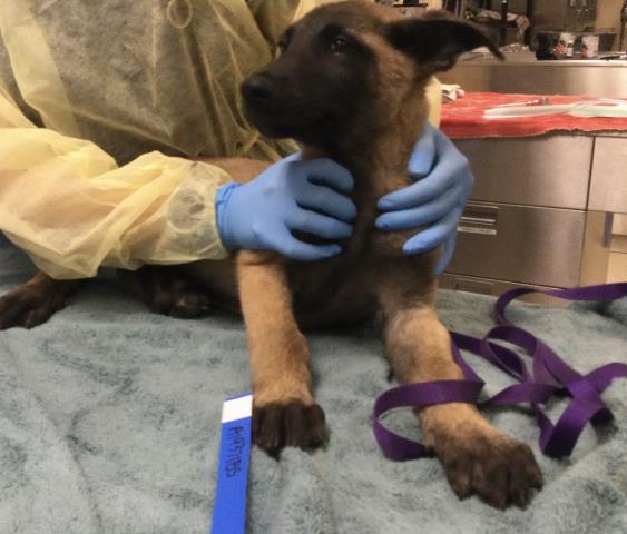 Shelter Stray Male Dog last seen Near BLOCK HUNTER ST, PERRIS CA 92570, 6851 Van Buren Boulevard, Jurupa Valley, CA 92509, USA