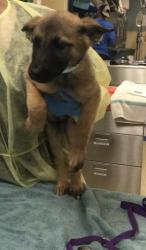Shelter Stray Female Dog last seen Near BLOCK HUNTER ST, PERRIS CA 92570, 6851 Van Buren Boulevard, Jurupa Valley, CA 92509, USA