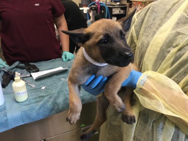 Shelter Stray Female Dog last seen Near BLOCK HUNTER ST, PERRIS CA 92570, 6851 Van Buren Boulevard, Jurupa Valley, CA 92509, USA