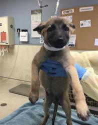 Shelter Stray Female Dog last seen Near BLOCK HUNTER ST, PERRIS CA 92570, 6851 Van Buren Boulevard, Jurupa Valley, CA 92509, USA