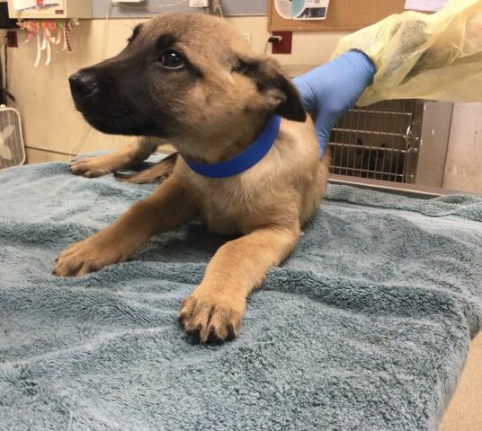 Shelter Stray Male Dog last seen Near BLOCK HUNTER ST, PERRIS CA 92570, 6851 Van Buren Boulevard, Jurupa Valley, CA 92509, USA