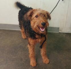 Shelter Stray Female Dog last seen , 1850 W 60th St, Los Angeles, CA 90047, USA