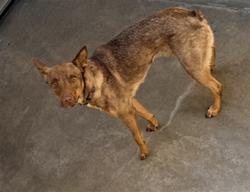 Shelter Stray Female Dog last seen , West Valley Animal Shelter, 20655 Plummer St, Chatsworth, CA 91311, USA