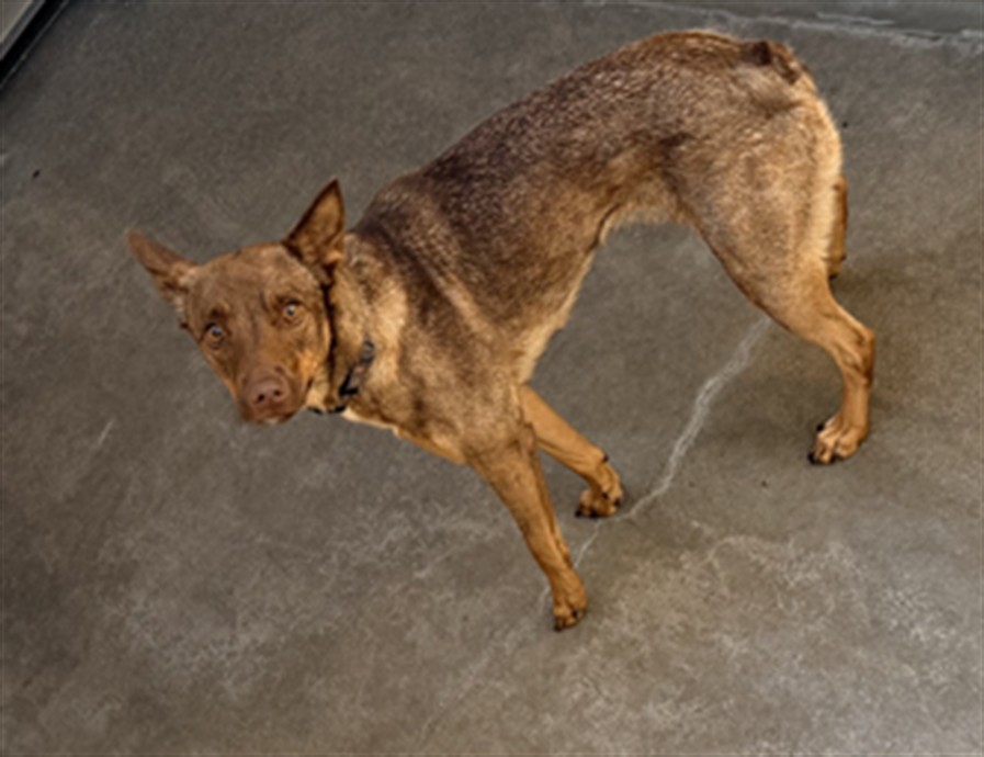 Shelter Stray Female Dog last seen , West Valley Animal Shelter, 20655 Plummer St, Chatsworth, CA 91311, USA
