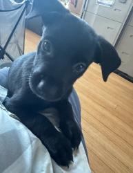 Shelter Stray Female Dog last seen , 14409 Vanowen St, Van Nuys, CA 91405, USA