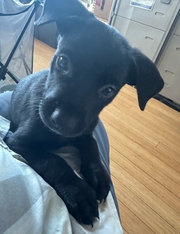 Shelter Stray Female Dog last seen , 14409 Vanowen St, Van Nuys, CA 91405, USA