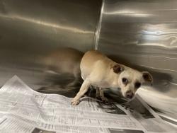 Shelter Stray Male Dog last seen , 14409 Vanowen St, Van Nuys, CA 91405, USA