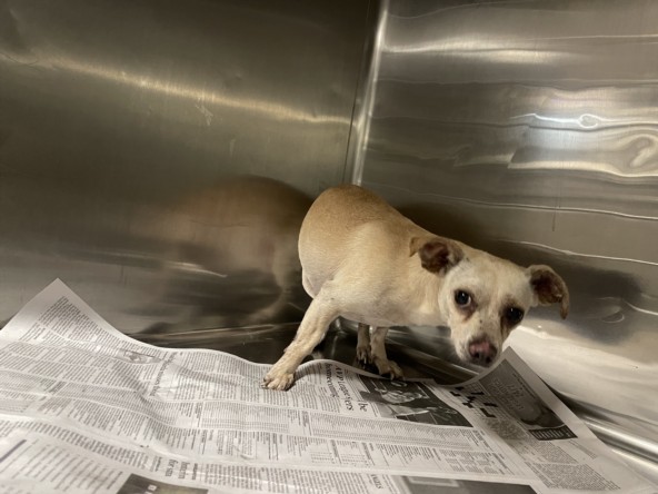 Shelter Stray Male Dog last seen , 14409 Vanowen St, Van Nuys, CA 91405, USA