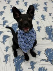 Shelter Stray Male Dog last seen Near BLOCK ALGER ST, DETROIT MI 48202, 7401 Chrysler Dr, Detroit, MI 48211, USA