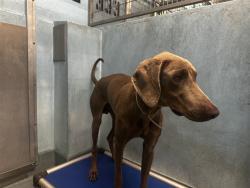 Shelter Stray Male Dog last seen , 4275 Elton St, Baldwin Park, CA 91706, USA
